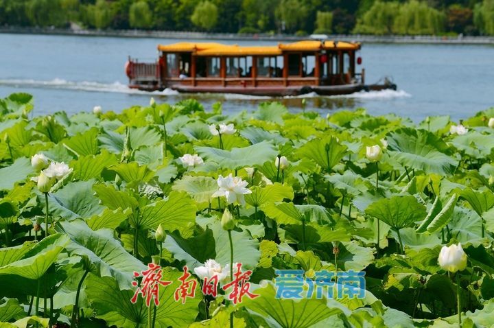 一年四季 泉在济南｜“荷”其有幸“香”约泉城，大明湖第一波荷花已绽放