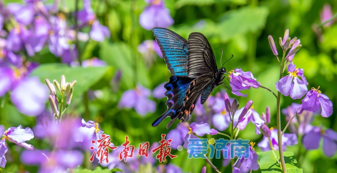 治愈系风景！在红叶谷欧洲风情谷，看漫山紫花如浪