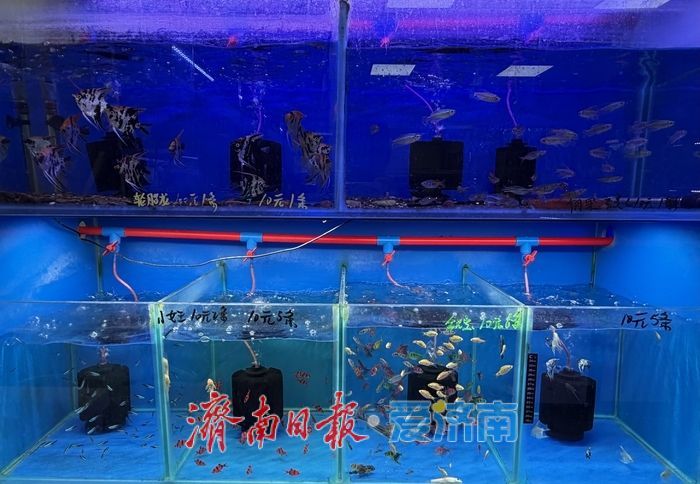 假期最后一天逛不停！花鸟鱼宠齐热销，小朋友成逛市主力