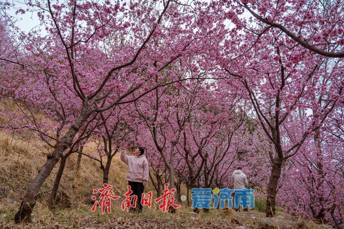 漫山粉霞醉游人！济南红叶谷梅花进入盛花期