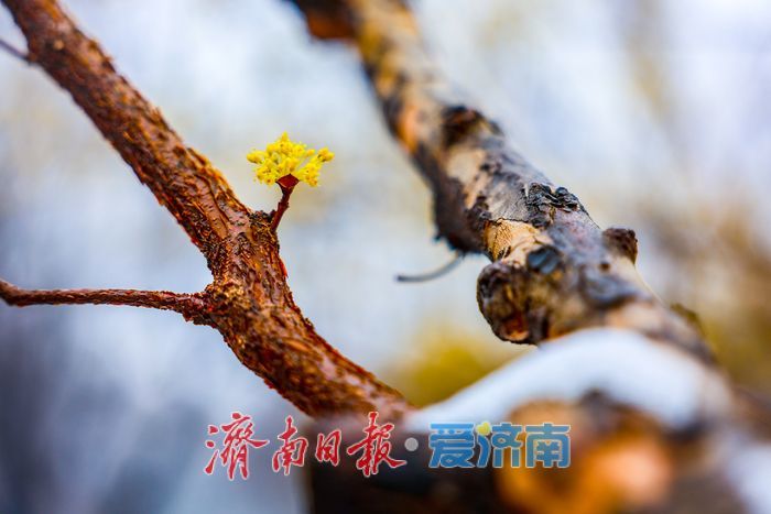 一年四季 泉在济南丨春日信使入雪中画境