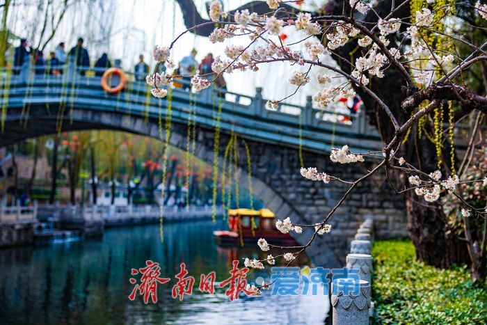 樱缀泉畔添雅韵 汉服打卡醉泉城