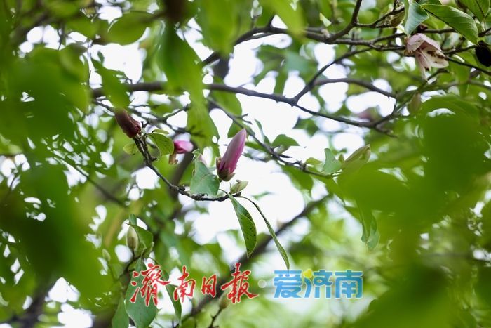 一年四季 泉在济南丨初秋济南百花公园现奇景 玉兰花二度绽放添生机