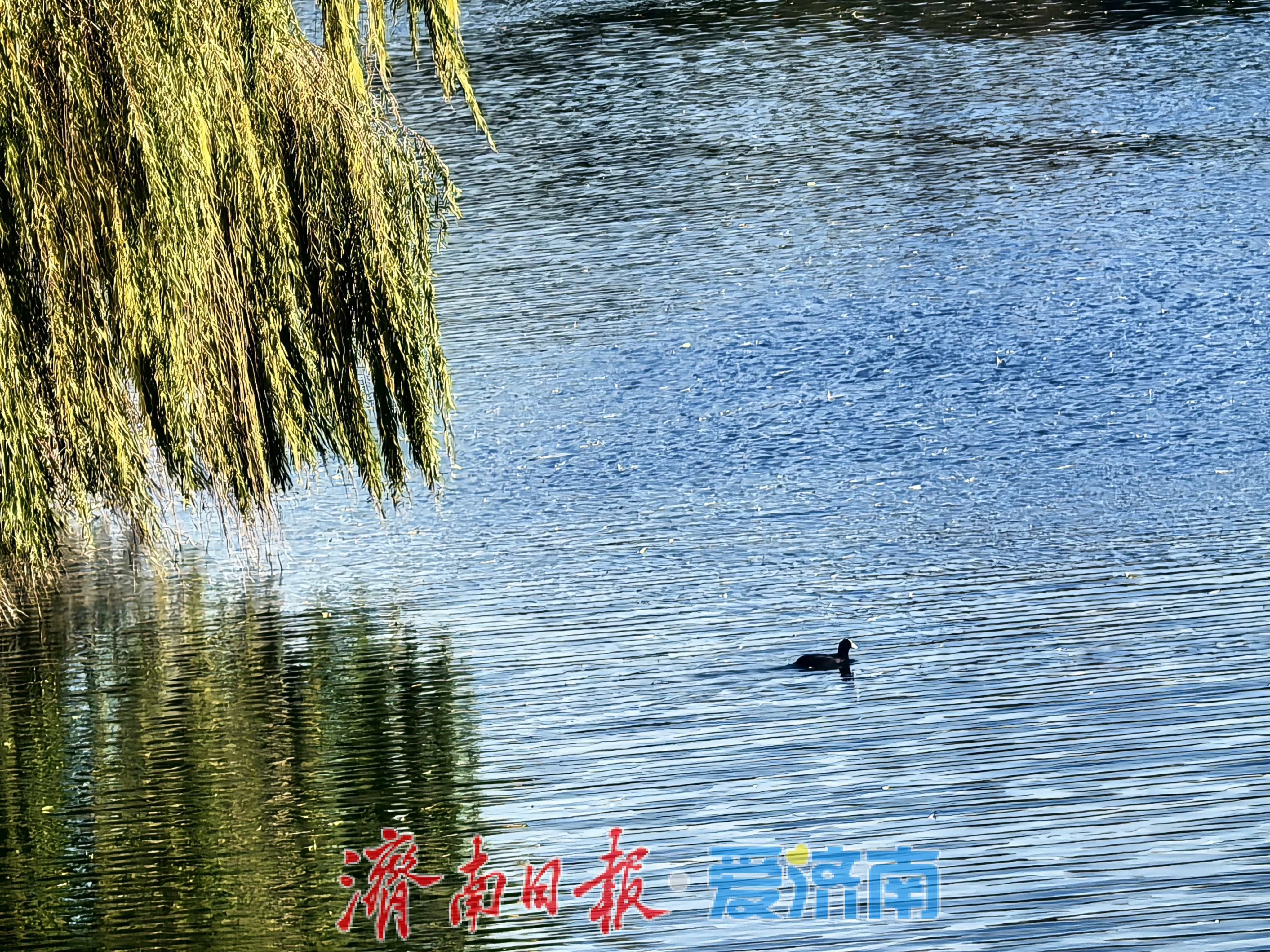 一年四季 泉在济南丨泉城冬韵藏明湖 一湖风月半城诗