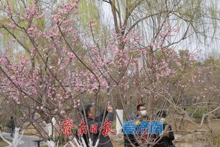 一年四季 泉在济南丨繁花似锦 泉城公园藏尽春日浪漫