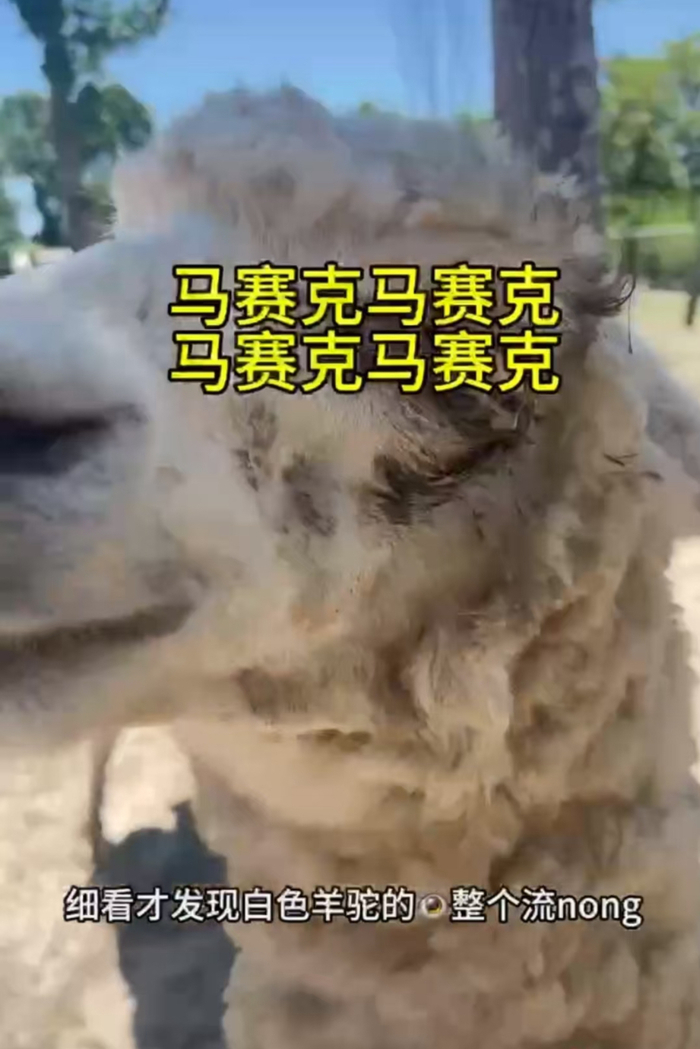 没制冷、没遮阳，南通一动物园区别对待生病羊驼？ 园方：已在治疗康复，没有区别对待