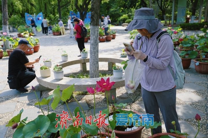 赏荷寻雅趣 市民打卡荷花文化雅集