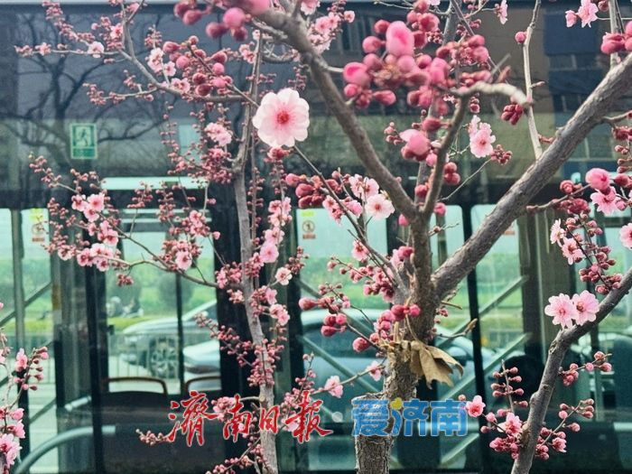 梅香满径扮靓经十路 济南千佛山站春意浓