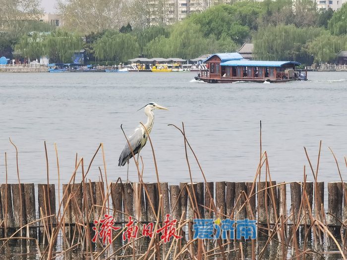 济南大明湖畔春光暖，苍鹭蹁跹入画来