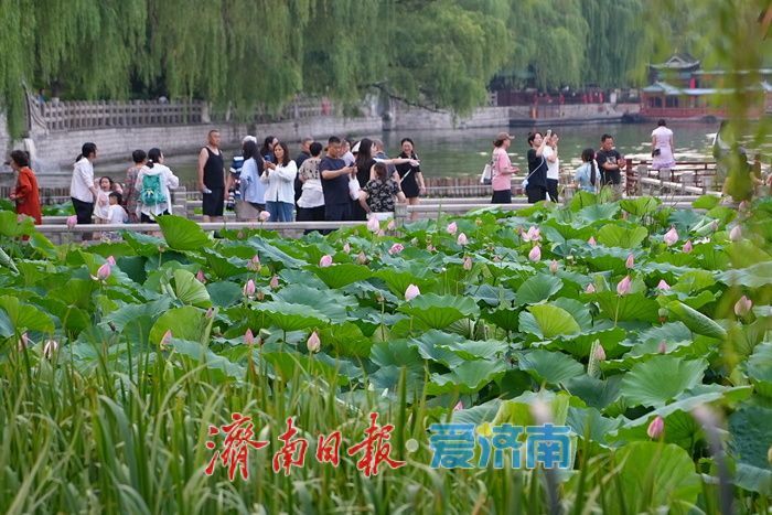 一年四季 泉在济南丨大明湖荷花迎最佳观赏期 游人沉醉夏韵芬芳