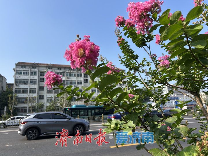 济南经十路紫薇盛放，一路繁花绘盛夏