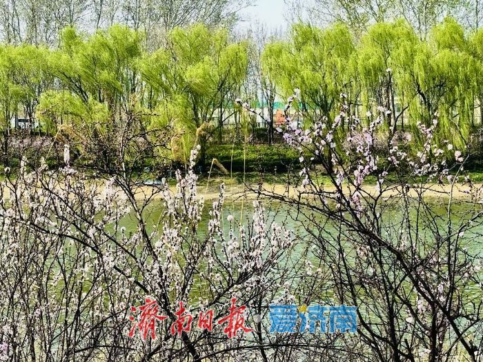 气温回暖春意浓 小清河畔踏青忙