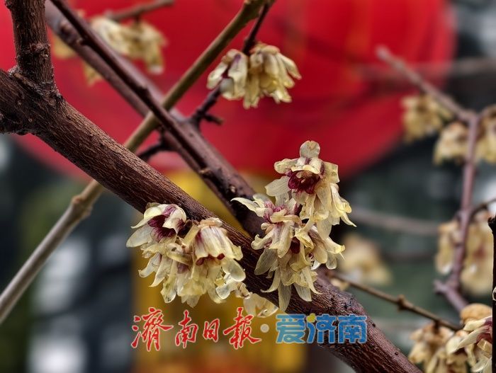 一年四季 泉在济南丨雪后蜡梅，藏在济南的春日浪漫
