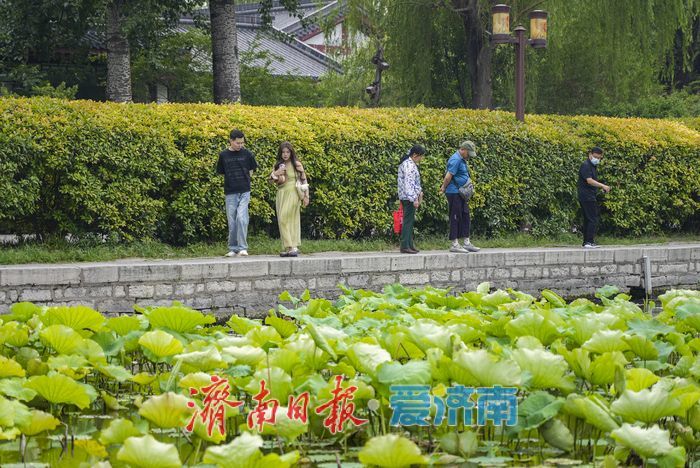 一年四季 泉在济南丨碧荷初露新装，大明湖铺展翠色锦缎