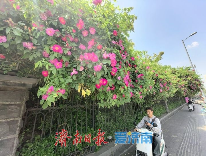 泉畔最美蔷薇“花墙”浪漫绽放