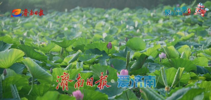 不花一分钱！济南这些绝美赏荷地，错过等一年！