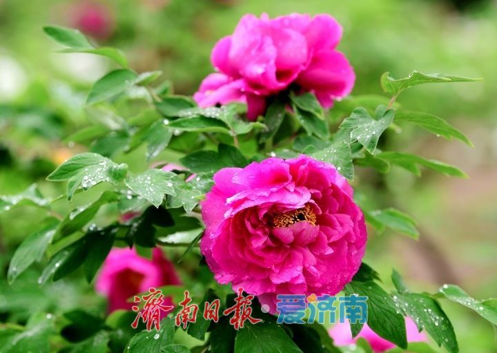 一年四季 泉在济南丨雨润牡丹娇艳欲滴，泉城市区最大牡丹园春色无边