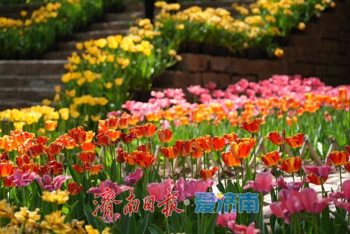 郁金香花开成海！济南红叶谷变身“莫奈花园”，春日顶流打卡地藏不住了！