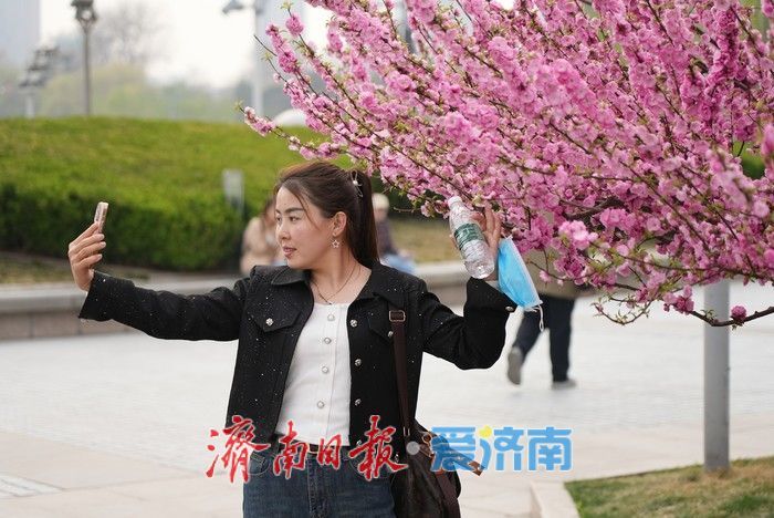 济南泉城广场榆叶梅“花漾”绽放！