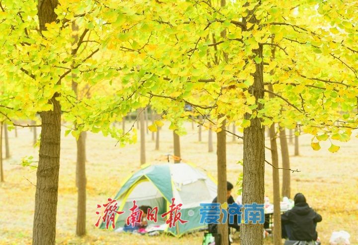 一年四季 泉在济南丨低温来袭“含金量”渐高，济南黄河畔“银杏长廊”将迎来最佳观赏期