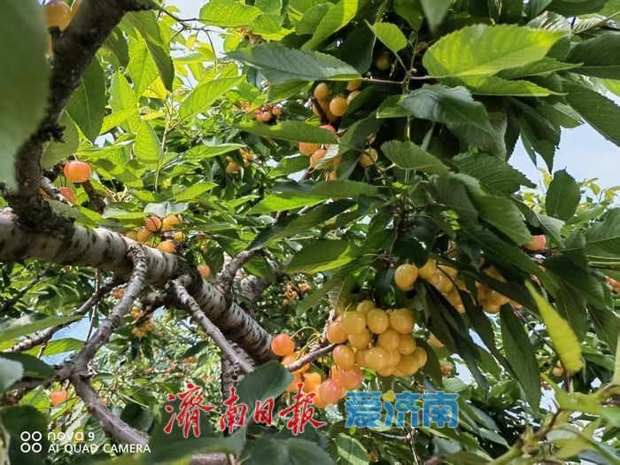 打通春日鲜甜进城路 济南公交67路果农专线暖心开行