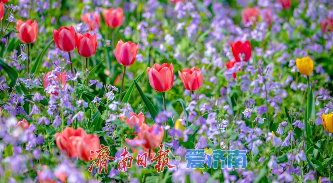 治愈系风景！在红叶谷欧洲风情谷，看漫山紫花如浪