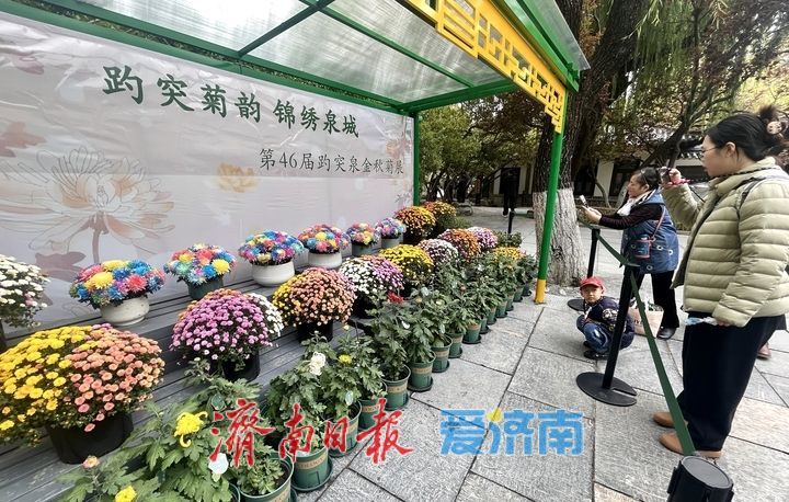 提前探营！趵突泉第46届金秋菊展静候绽放