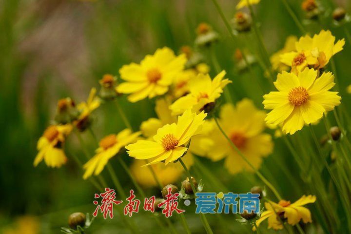 一年四季 泉在济南丨金鸡菊花海进入倒计时，最后一波金色浪漫等你来赏