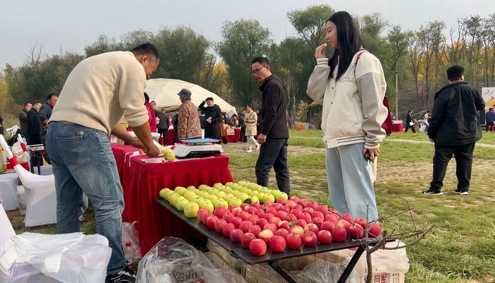 槐荫千亩银杏林“披金”又“生金”，“美丽颜值”变“振兴价值”