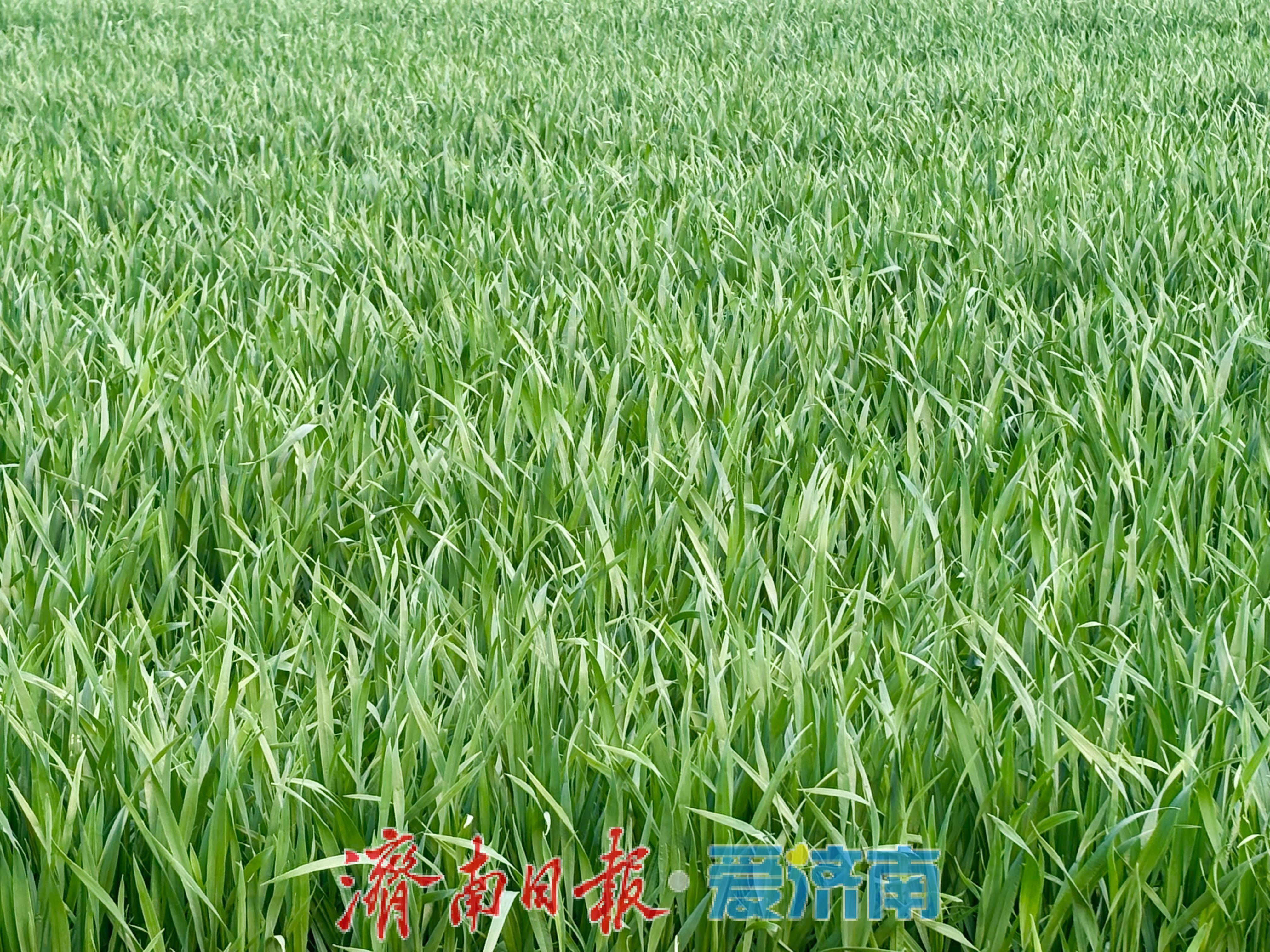 黄河岸边春意浓 麦苗返青绘新景