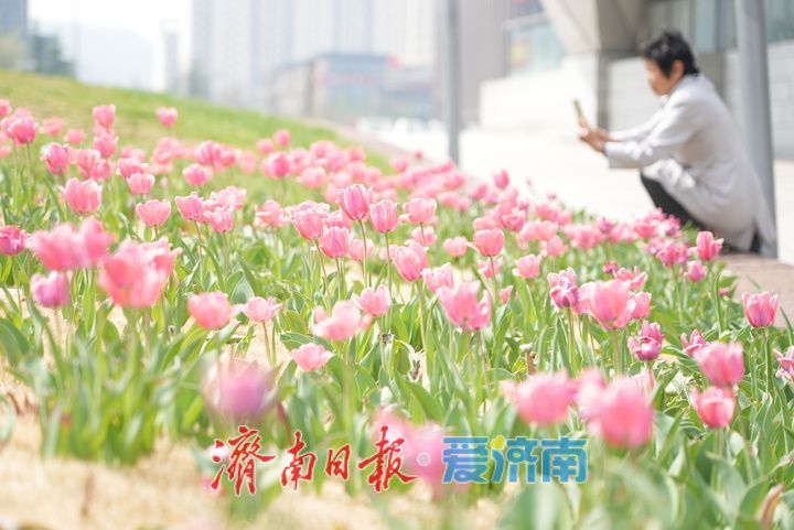 泉城人才公园郁金香盛放，春日氛围感拉满