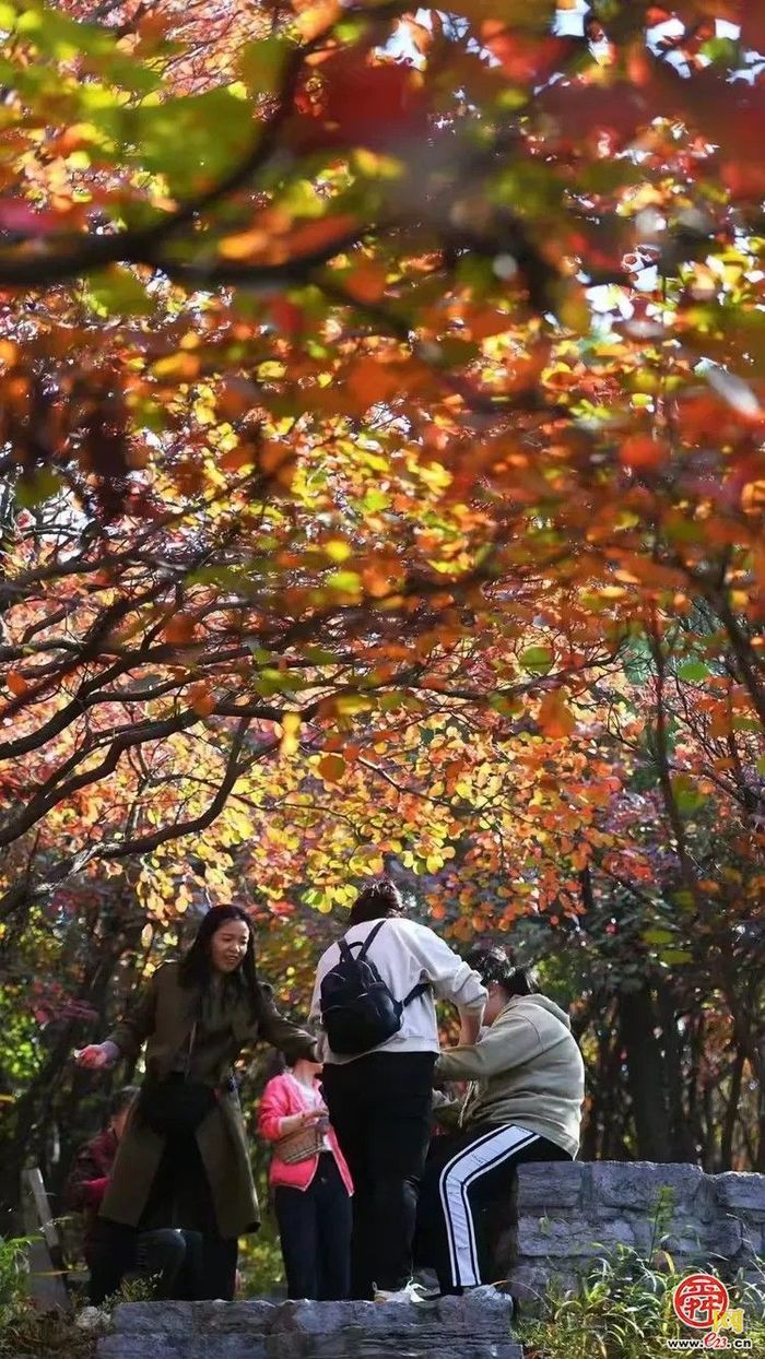 垛庄镇：秋意浓文旅热，“漫山红叶”引领赏秋新风尚