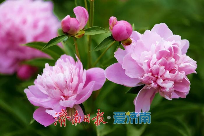 五一济南植物园喊你去打卡：花海、非遗、市集全都有