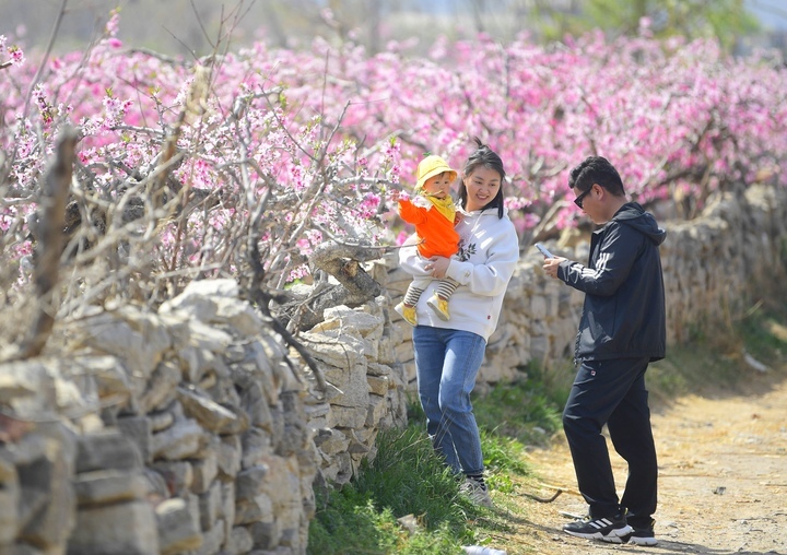 满树粉黛迷人眼，济南现实版“桃花源”等你来打卡
