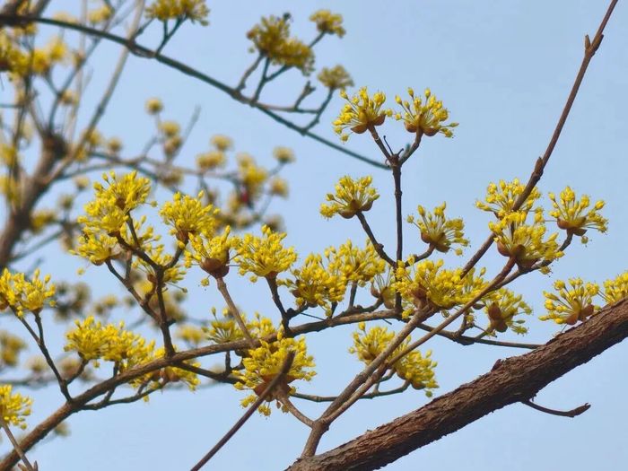 看这里！市属九大公园景区这样赏花打卡