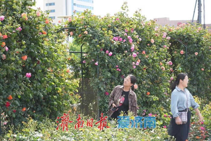 五彩月季烂漫绽放，泉城广场成梦幻花海