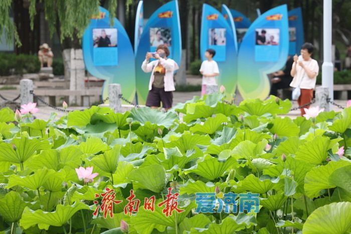 一年四季 “泉”在济南丨荷风送香！泉城公园荷花盛开迎来观赏季
