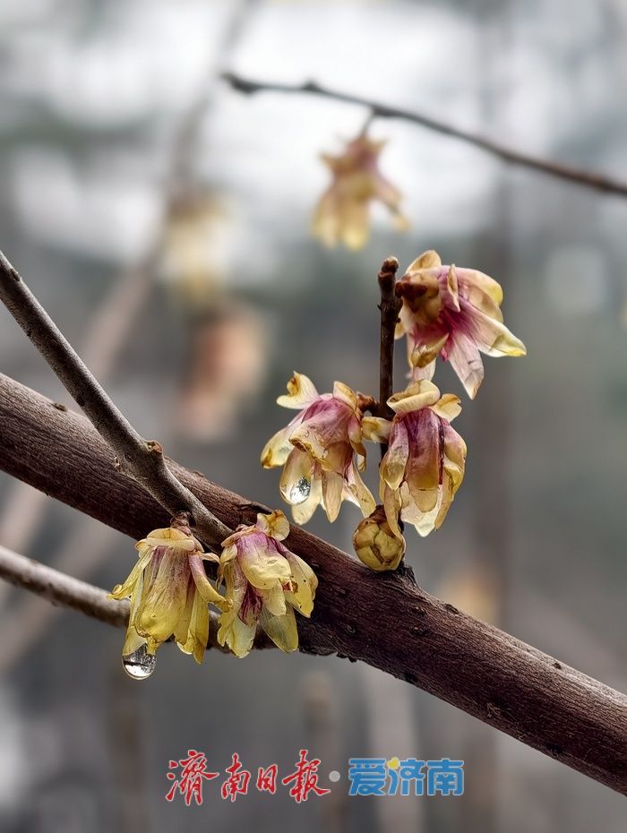 一年四季 泉在济南丨雪后蜡梅，藏在济南的春日浪漫