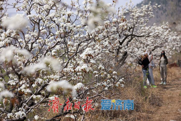 一年四季 “泉”在济南丨千亩梨花白胜雪 踏春赏花正当时