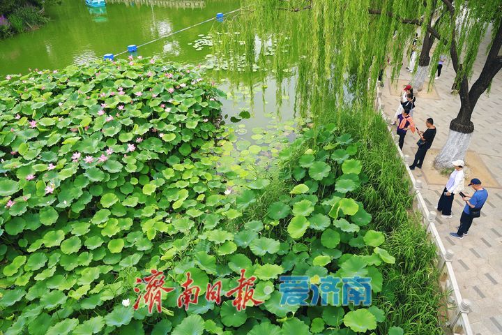 一年四季 泉在济南丨荷花绽放添美景 市民游园享清凉