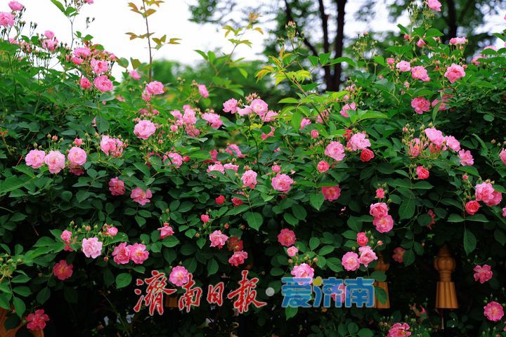 一年四季 泉在济南丨繁花满墙醉游人 蔷薇绽放扮靓泉城