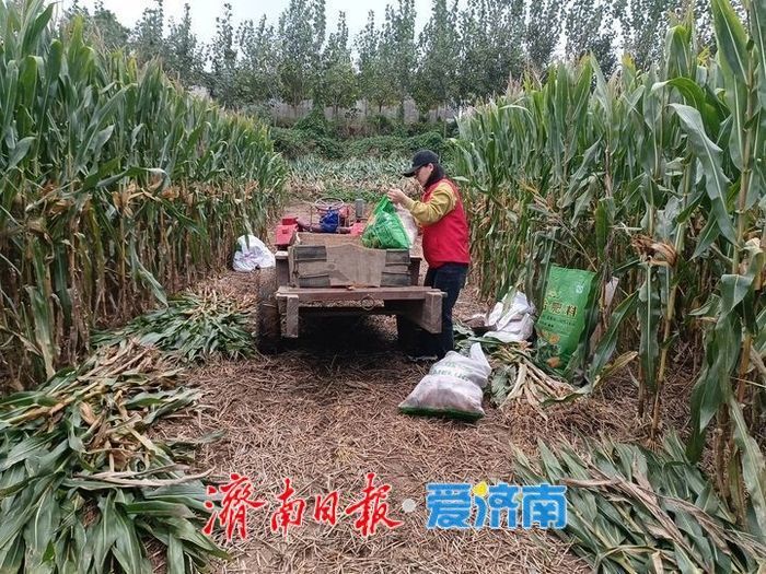 济南打了一场漂亮的秋收“保卫战”