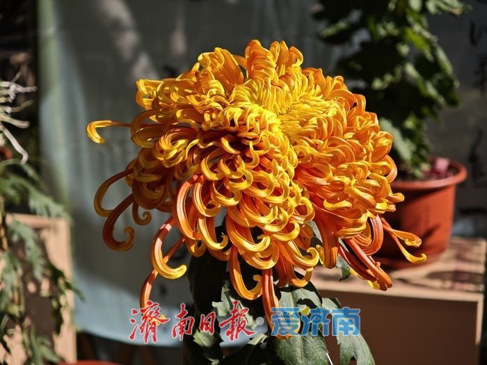 一年四季 泉在济南丨趵突泉金秋菊展进入最佳观赏期 “一菊连三园”共绘泉城初冬胜景