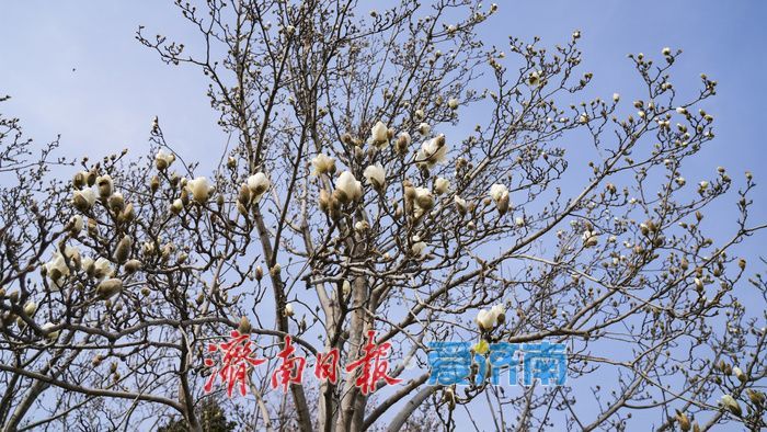 济南街头，玉兰花悄然绽放