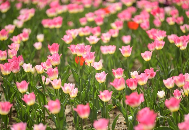 “泉”在济南过五一