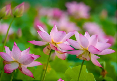 赏荷纳凉正当时！跟着赏荷地图走起