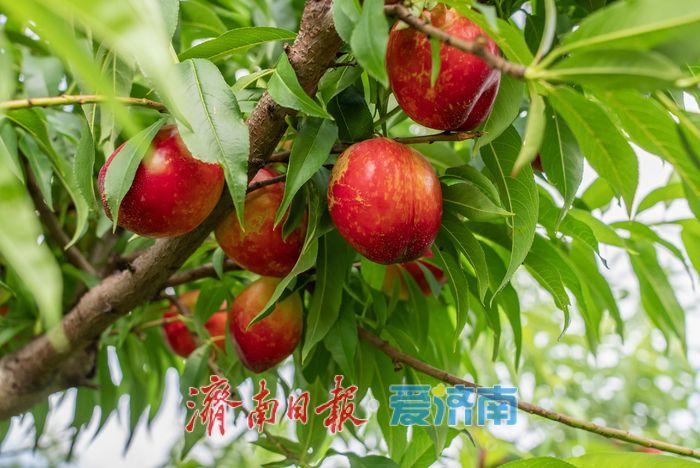 硕果盈枝果香浓！芒果油桃抢先上市助农增收