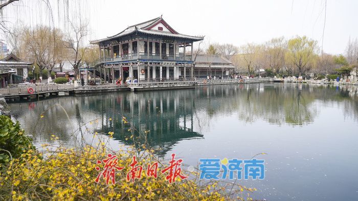 迎春花语，泉城春“归”