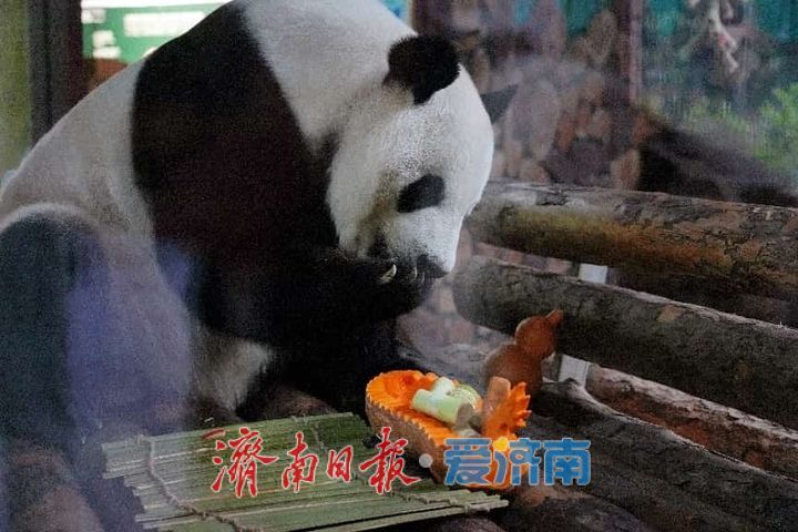 端午萌兽伴游、民俗趣味升级 济南野生动物世界假期活动精彩纷呈