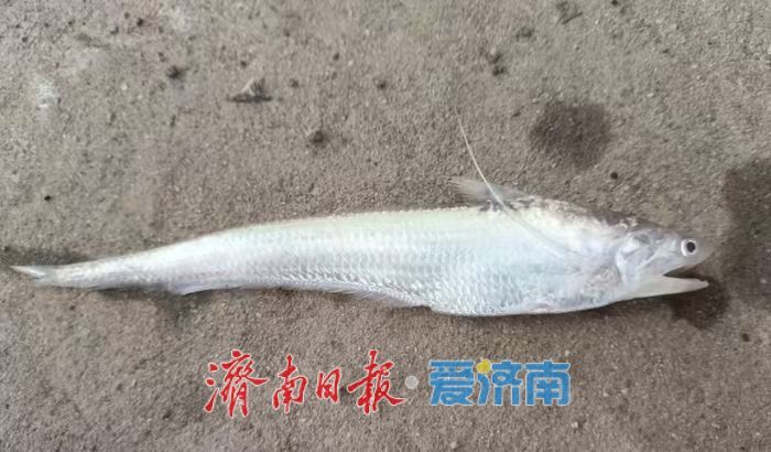 神奇动物在济南，秒变城市“代言人”